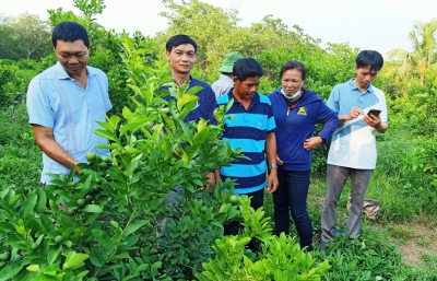 Mô hình trồng cây Chanh Chùm Tàu thế hệ mới của hội viên nông dân Nguyễn Văn Ngày