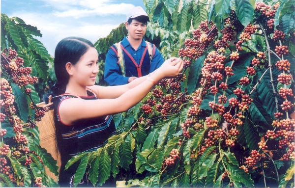 Quy trình kỹ thuật trồng cà phê, chăm sóc, canh tác cây cà phê